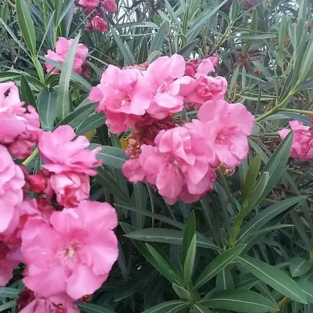 La Mattonara Nyaraló *