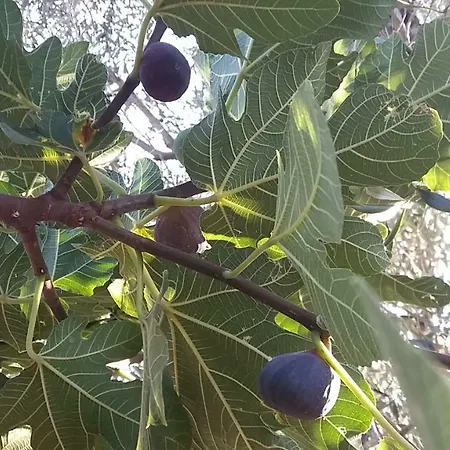 La Mattonara * Viterbo