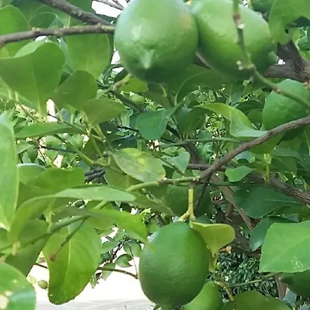La Mattonara